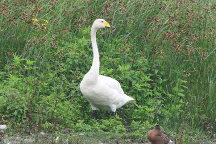 Whooper Swan