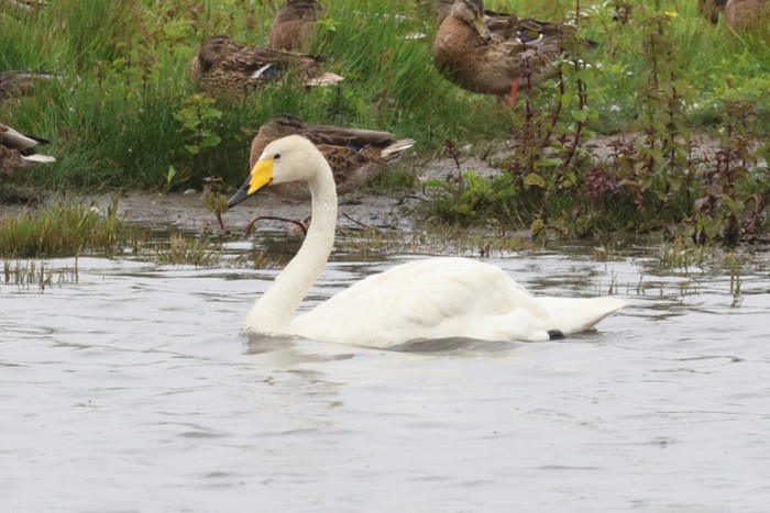 Whooper Swan