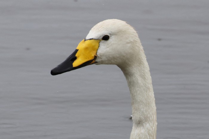 Whooper Swan
