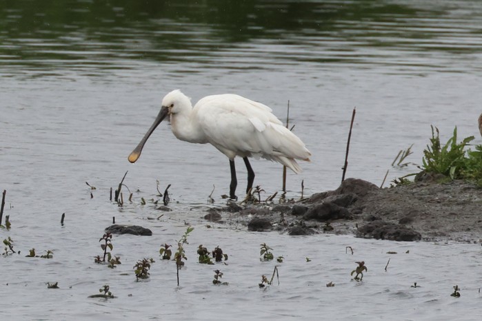 Spoonbill