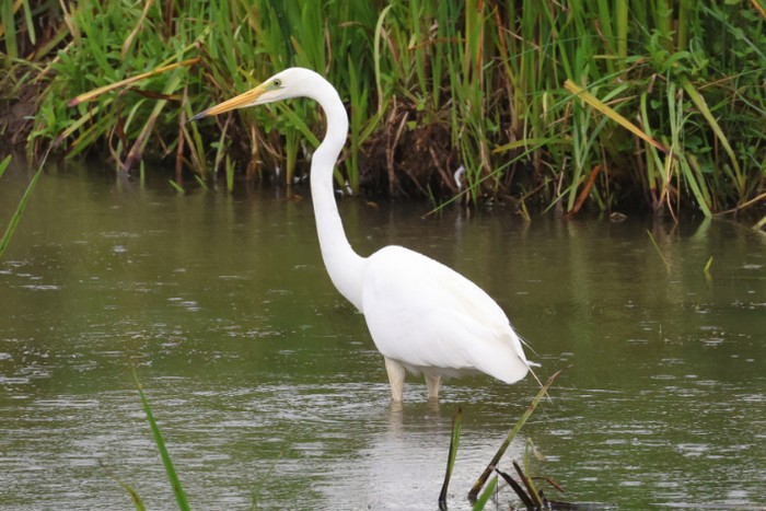 Great White Egret