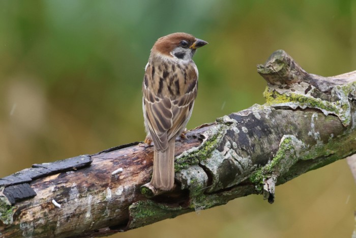 Tree Sparrow