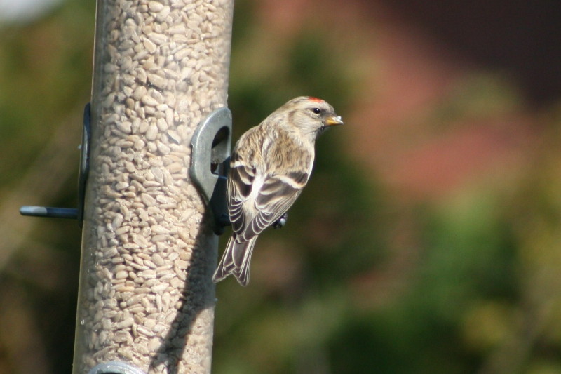 Coues's Arctic Redpoll