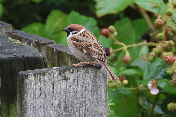 Tree Sparrow