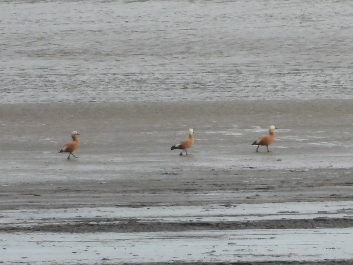 Ruddy Shelduck