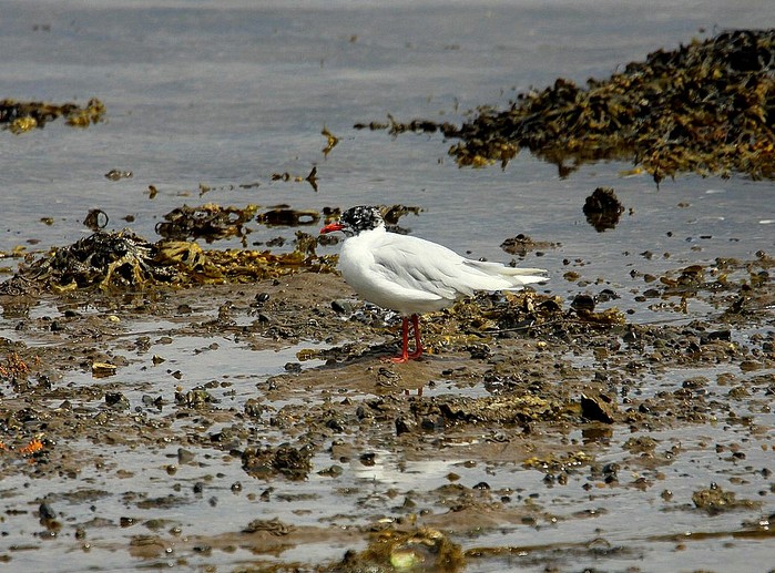 Mediterranean Gull