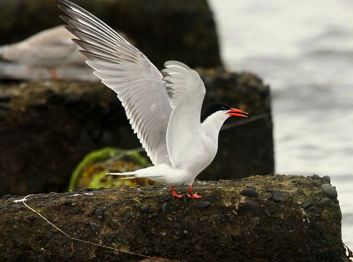 Common Tern