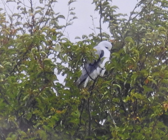 Black-winged Kite