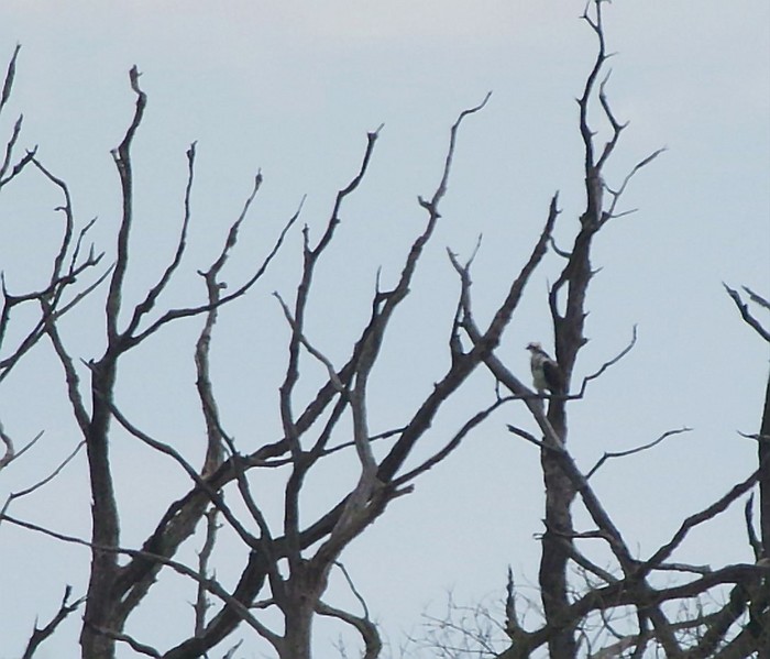 Osprey