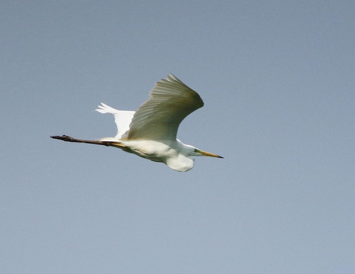 Great White Egret