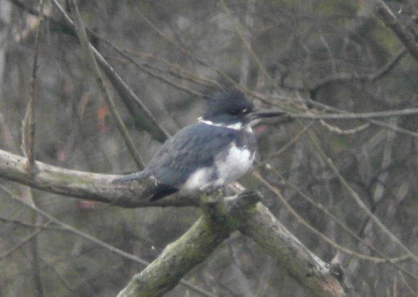 Belted Kingfisher