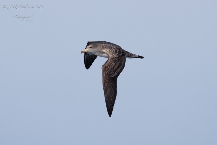 Cory's Shearwater