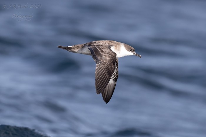 Great Shearwater