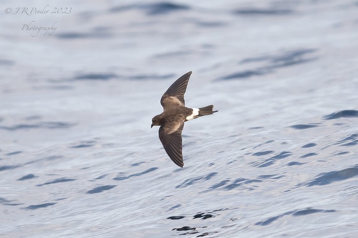 Wilson's Petrel