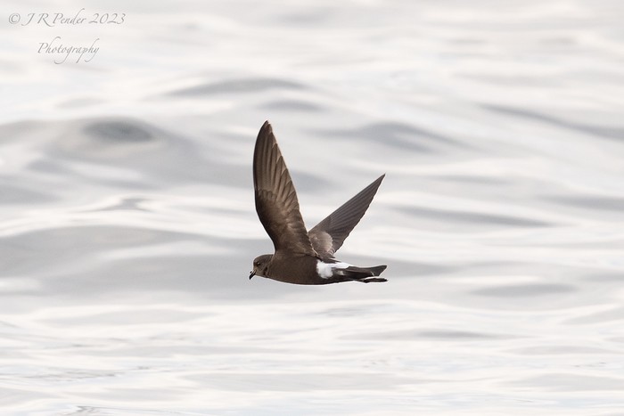 Wilson's Petrel