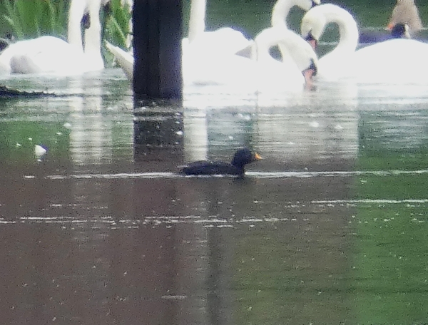 Common Scoter