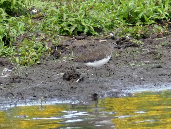 Green Sandpiper