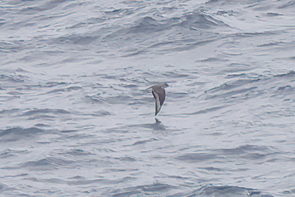 Scopoli's Shearwater