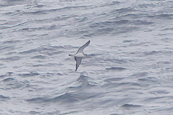 Scopoli's Shearwater