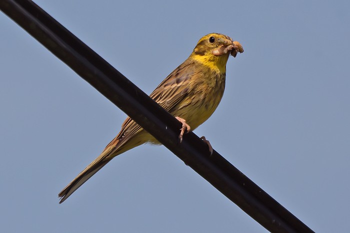 Yellowhammer