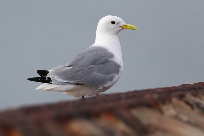 Kittiwake