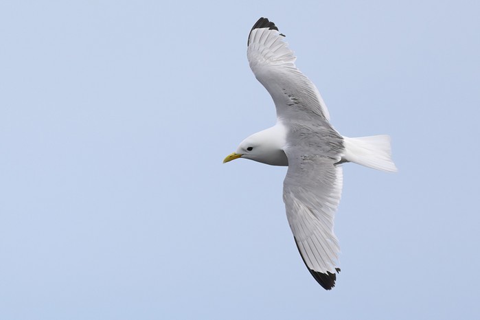 Kittiwake