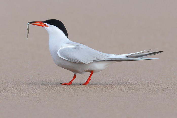 Common Tern
