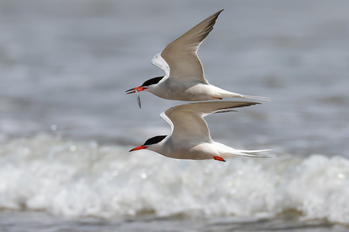 Common Tern