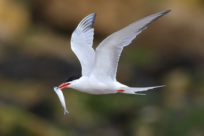 Common Tern