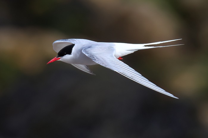 Arctic Tern