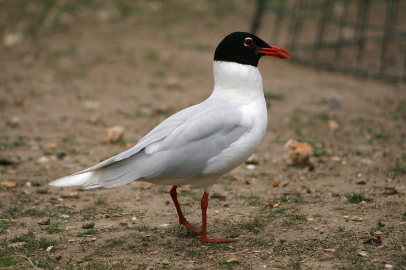 Mediterranean Gull