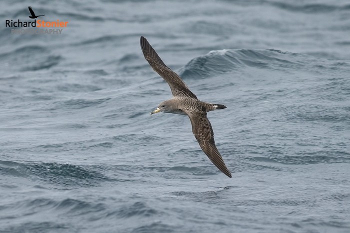 Scopoli's Shearwater