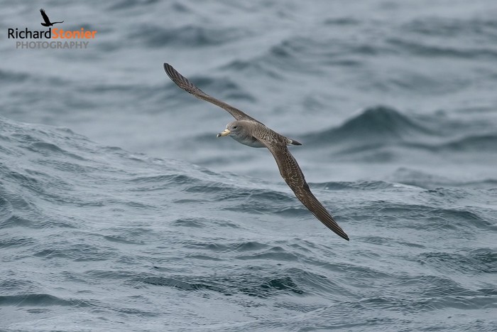 Scopoli's Shearwater