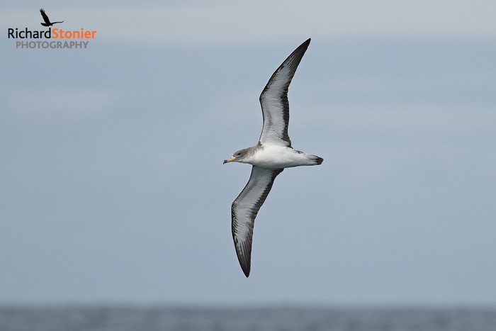 Scopoli's Shearwater