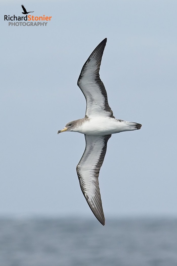 Scopoli's Shearwater
