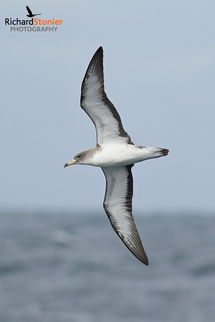 Scopoli's Shearwater