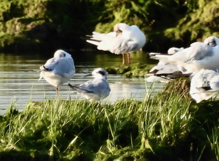 Forster's Tern