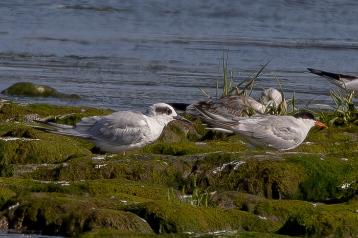 Forster's Tern