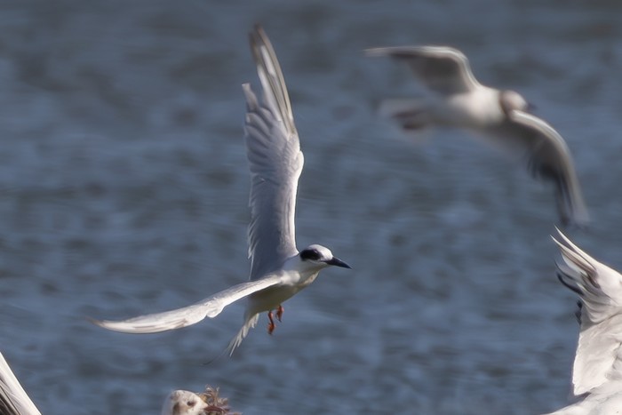 Forster's Tern