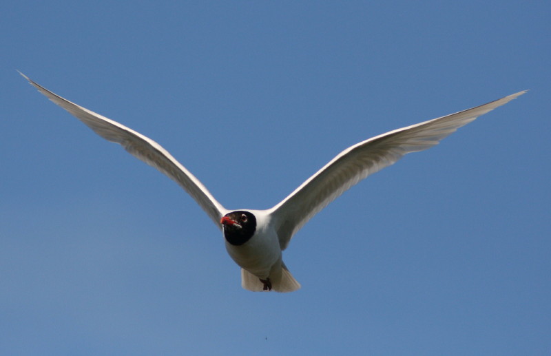 Mediterranean Gull