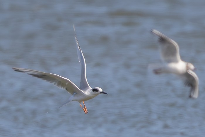 Forster's Tern