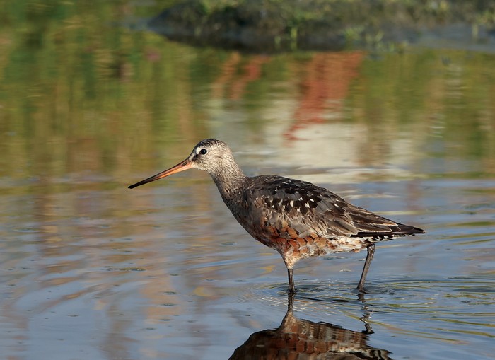 Hudsonian Godwit