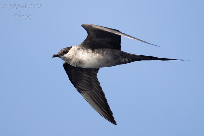 Long-tailed Skua