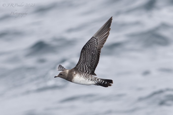 Long-tailed Skua