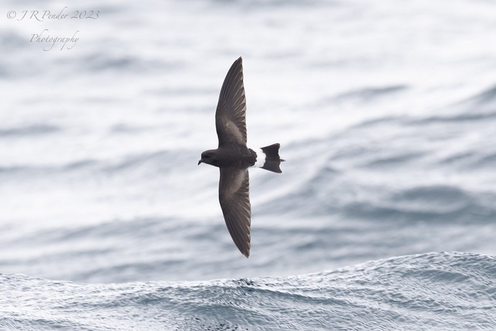 Wilson's Petrel