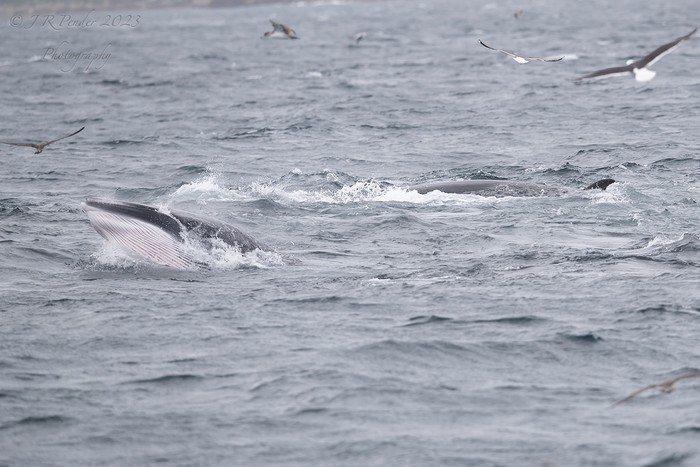 Minke Whale