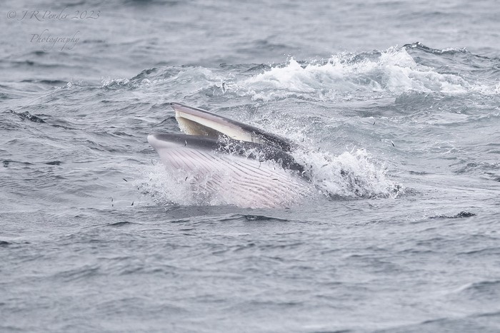 Minke Whale 