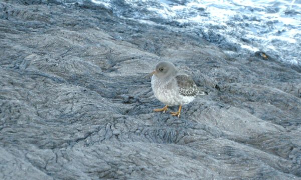 Purple Sandpiper
