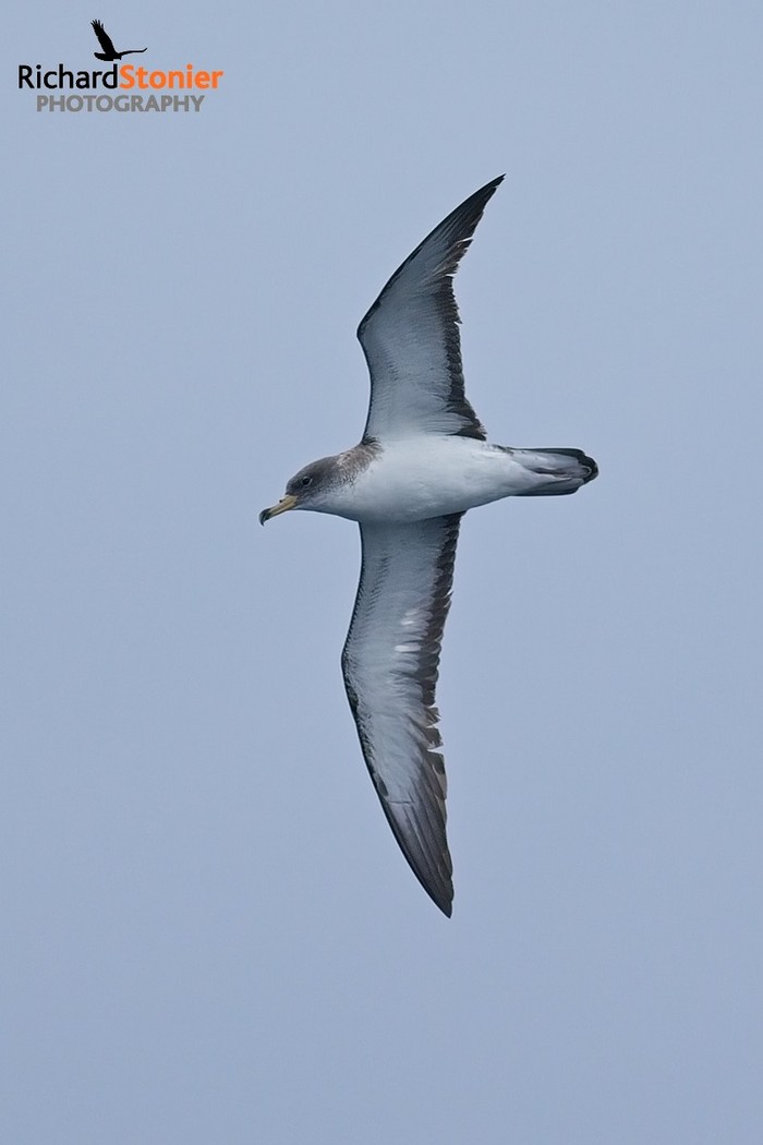 Scopoli's Shearwater
