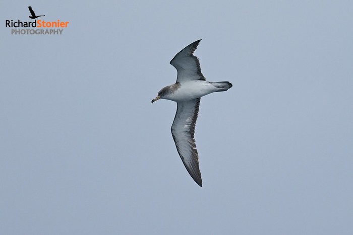Scopoli's Shearwater